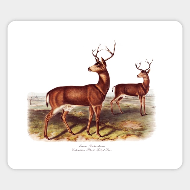 Columbian Black-Tailed Deer Sticker by RockettGraph1cs